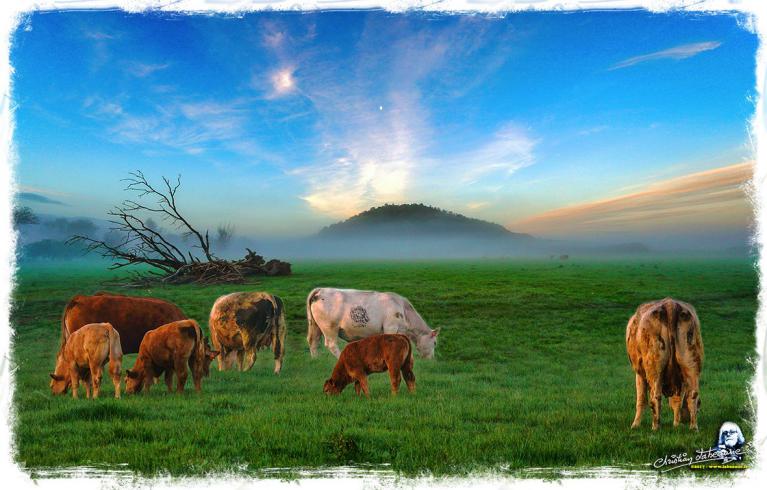 Vaches et le mont Lassois